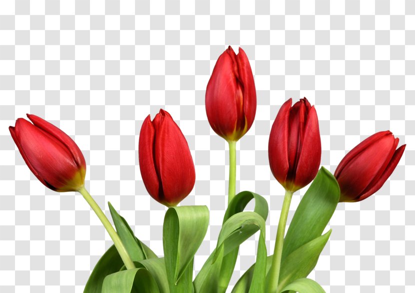 Indira Gandhi Memorial Tulip Garden Clip Art - Cut Flowers - Decorative Floral Label Transparent PNG