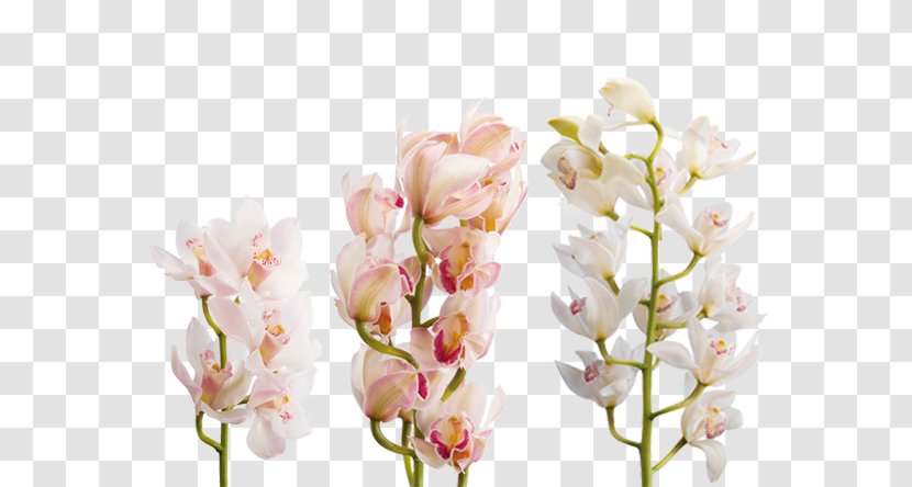 Orchids Boat Orchid Flower Bouquet Transvaal Daisy - Artikel - Cymbidium Silk Flowers Transparent PNG