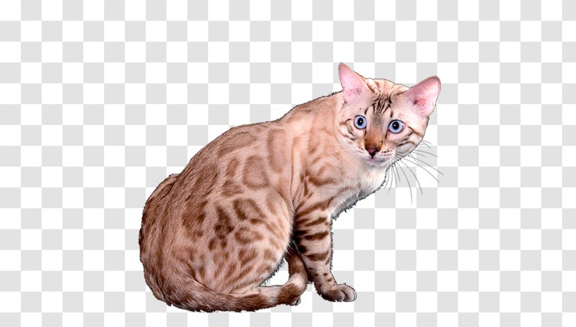 Bengal Cat Toyger Australian Mist Ocicat Devon Rex - Siberian Lynx Transparent PNG