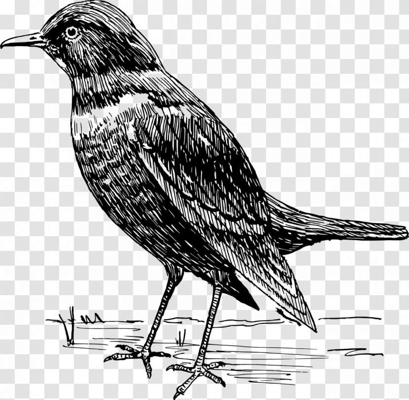 American Crow Common Blackbird Clip Art - Bird Transparent PNG