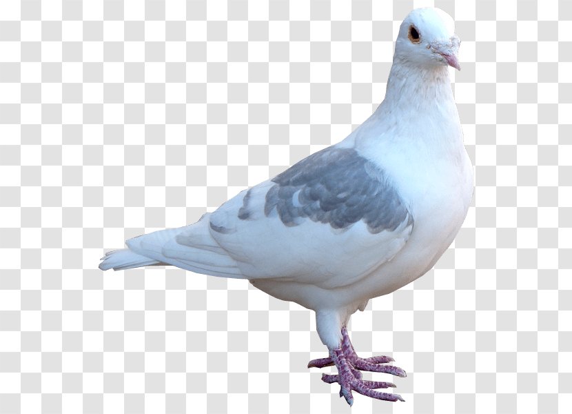Columbidae Domestic Pigeon Release Dove Bird - Gimp - Pagani Transparent PNG