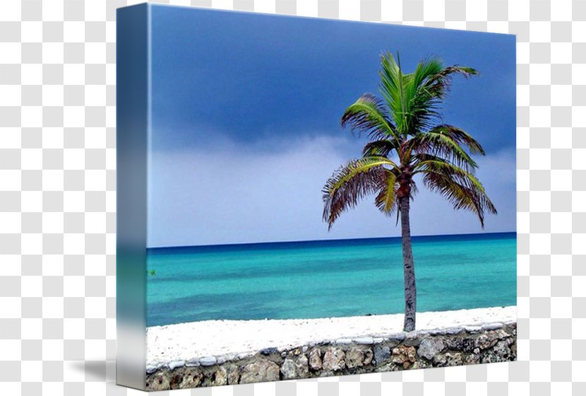 Caribbean Desktop Wallpaper Sea Picture Frames Arecaceae Transparent PNG