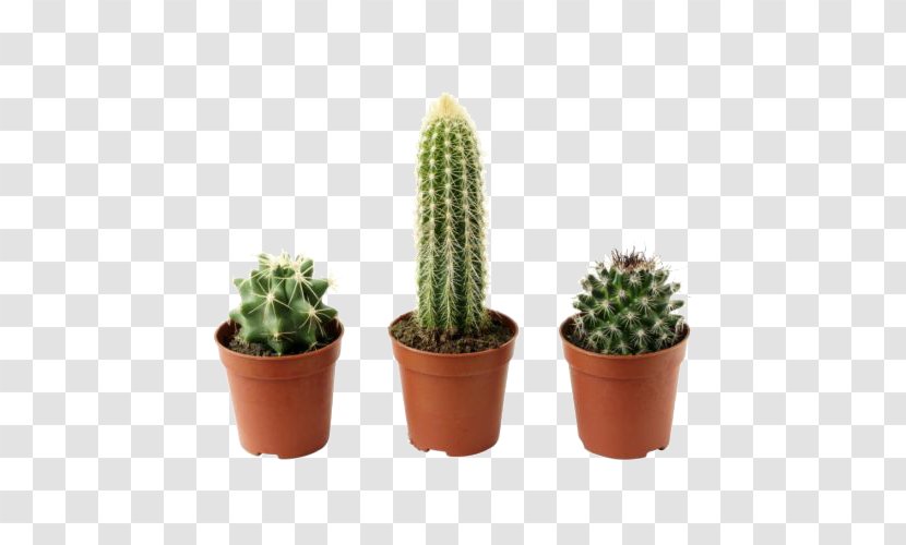Cactaceae Flowerpot Houseplant IKEA - Prickly Pear - Potted Cactus Plant Transparent PNG