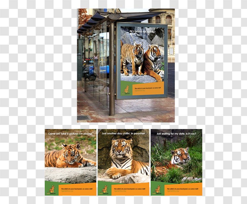 Tiger Phoenix Zoo Prague Wildlife Transparent PNG