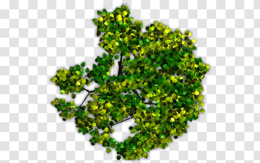 Tree Plant Juglans Arecaceae - Leaf - Top View Transparent PNG