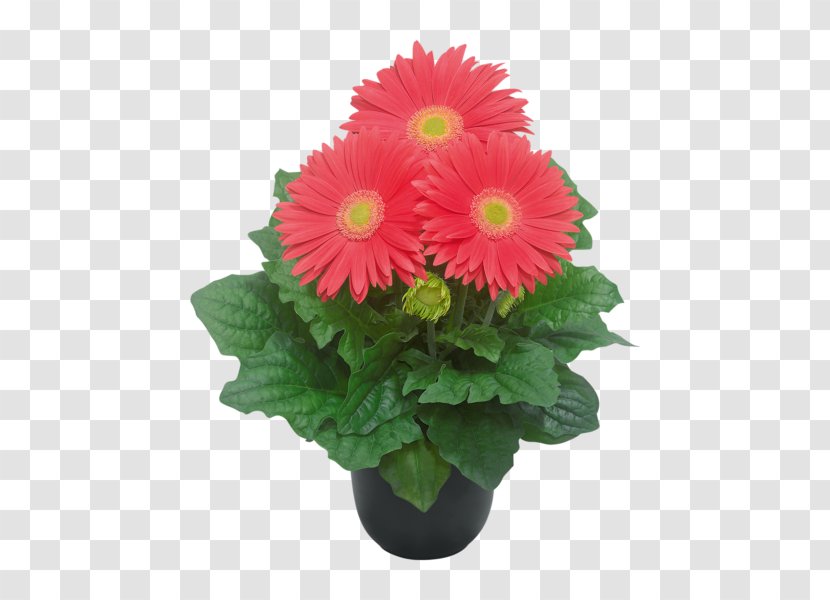 Transvaal Daisy Flowerpot Cut Flowers Floral Design - Flowering Plant - Coral Pink Gerbera Transparent PNG