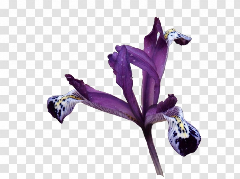 Perfume Nina Ricci Fashion Aroma L'Air Du Temps - Petal - Purple Gem Transparent PNG