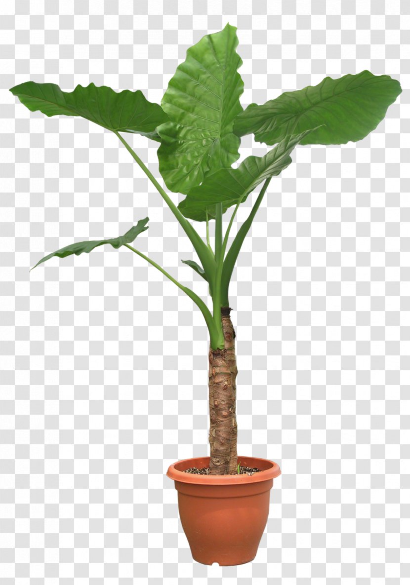 Houseplant Tree Pixel - Arecales - Plant Potted Transparent PNG