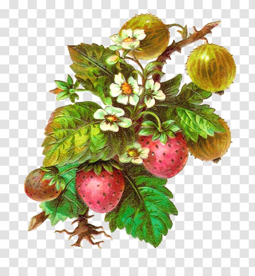 Fruit Strawberry Clip Art - Food - Herbs Transparent PNG