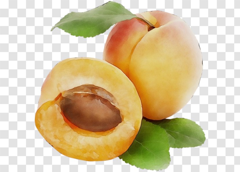 European Plum Food Fruit Plant Apricot - Ingredient Peach Transparent PNG
