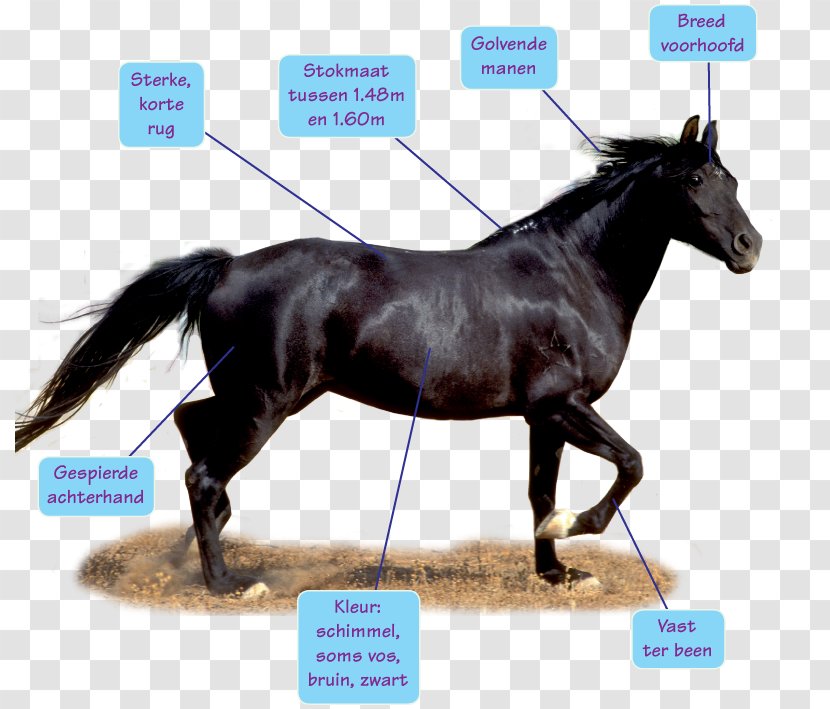 Barb Horse Stallion Mustang Rein Berbers - Livestock - Like Share Comment Transparent PNG