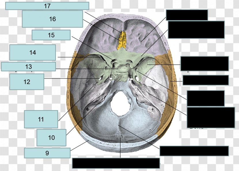 Anatomy Skull Sphenoid Bone Foramen Magnum - Heart Transparent PNG