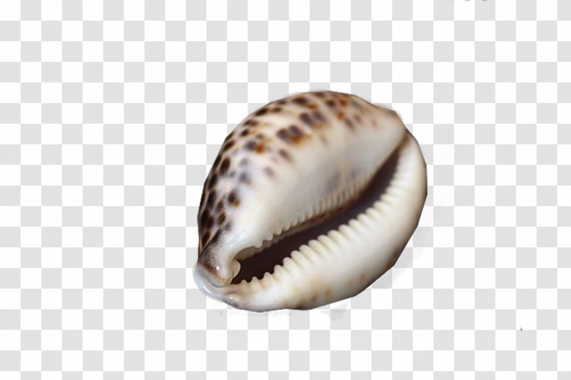Cockle Sea Snail Albom - Beautiful Pattern Conch Transparent PNG