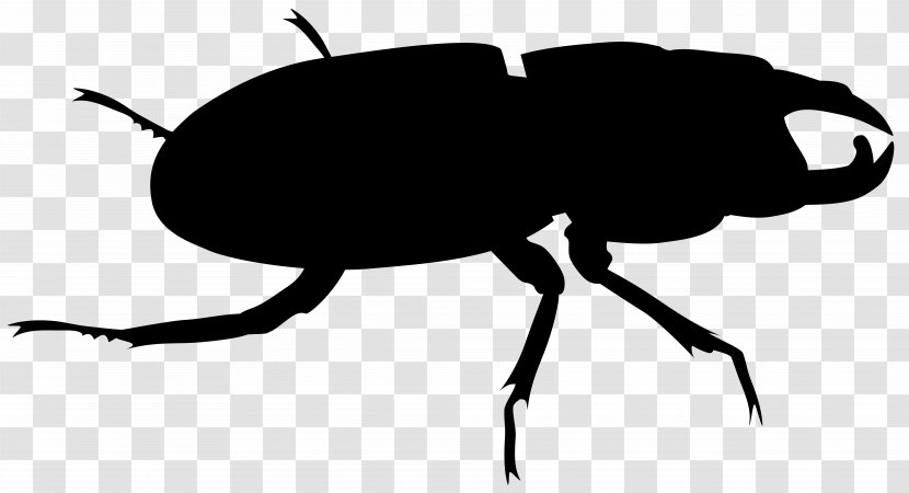 Weevil Clip Art Insect Silhouette Scarab - Beetle - Arthropod Transparent PNG