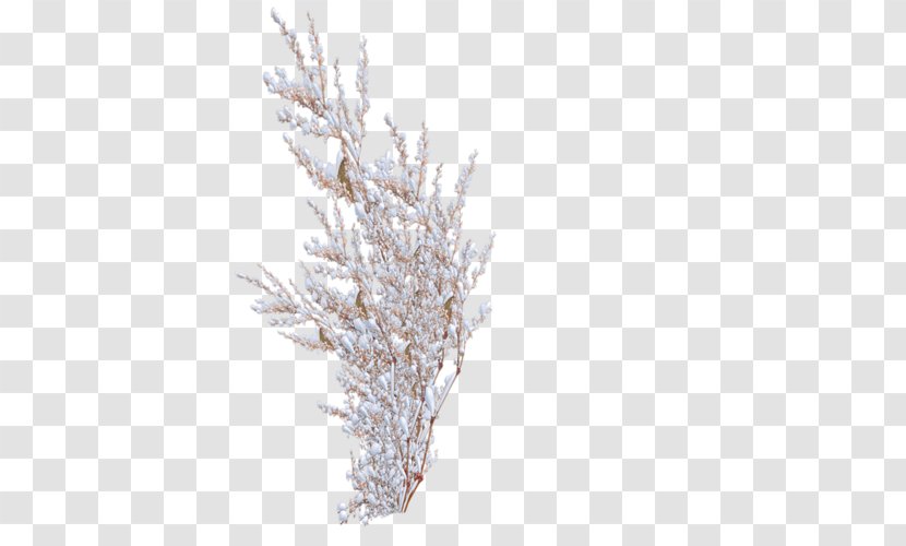 Shrub Snow Tree Rose - Frost Transparent PNG