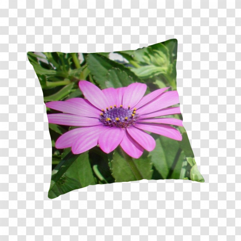 Violet Cushion Throw Pillows Green African Daisies - Zazzle - Daisy Transparent PNG