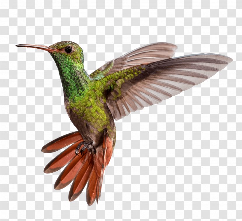 Hummingbird M Beak Wing - Bird Transparent PNG