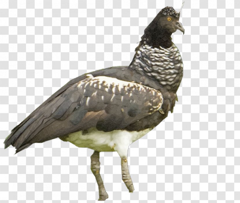 Vulture Water Bird Beak Fauna - Grouse Transparent PNG