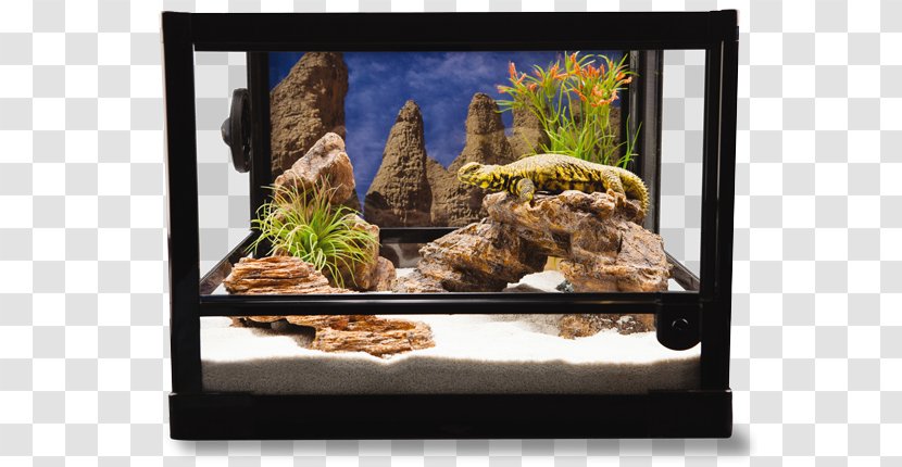 Corn Snake Tropical Aquariums Reptile Bearded Dragon - Aquarium Filters - Decor Transparent PNG
