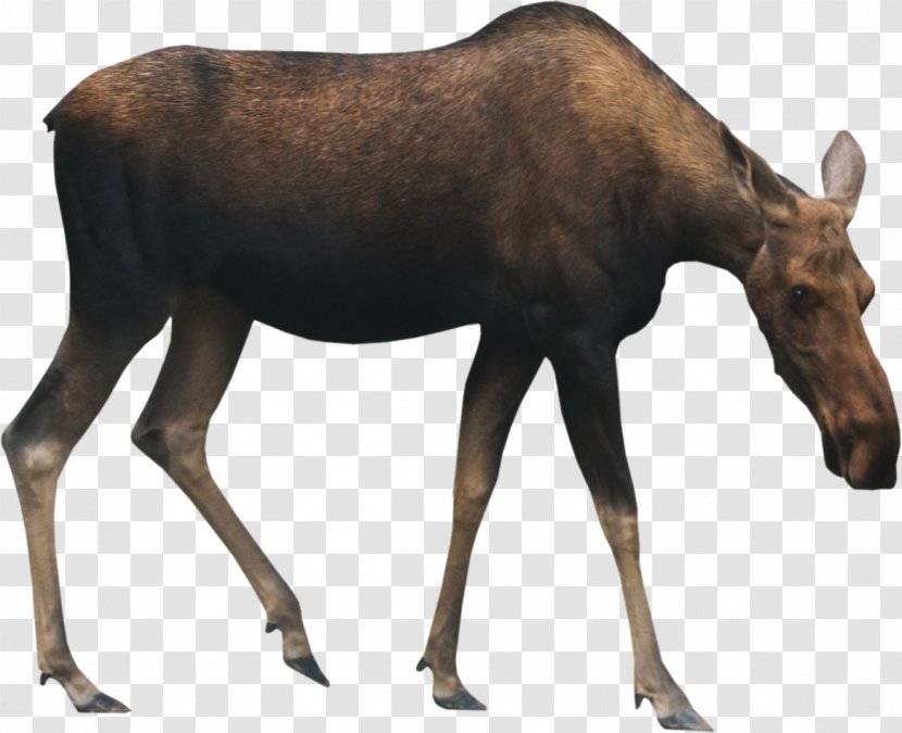 Moose Deer Animal Drawing - Fauna - MOOSE Transparent PNG