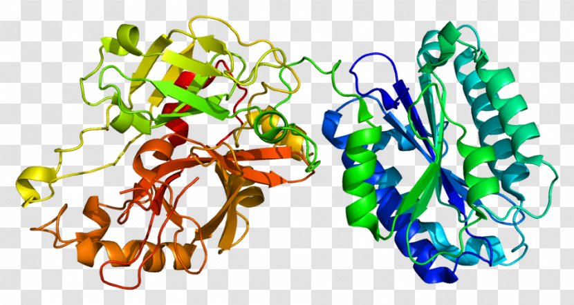 Complement Component 2 System 4 Classical Pathway Gene - Silhouette - Flower Transparent PNG