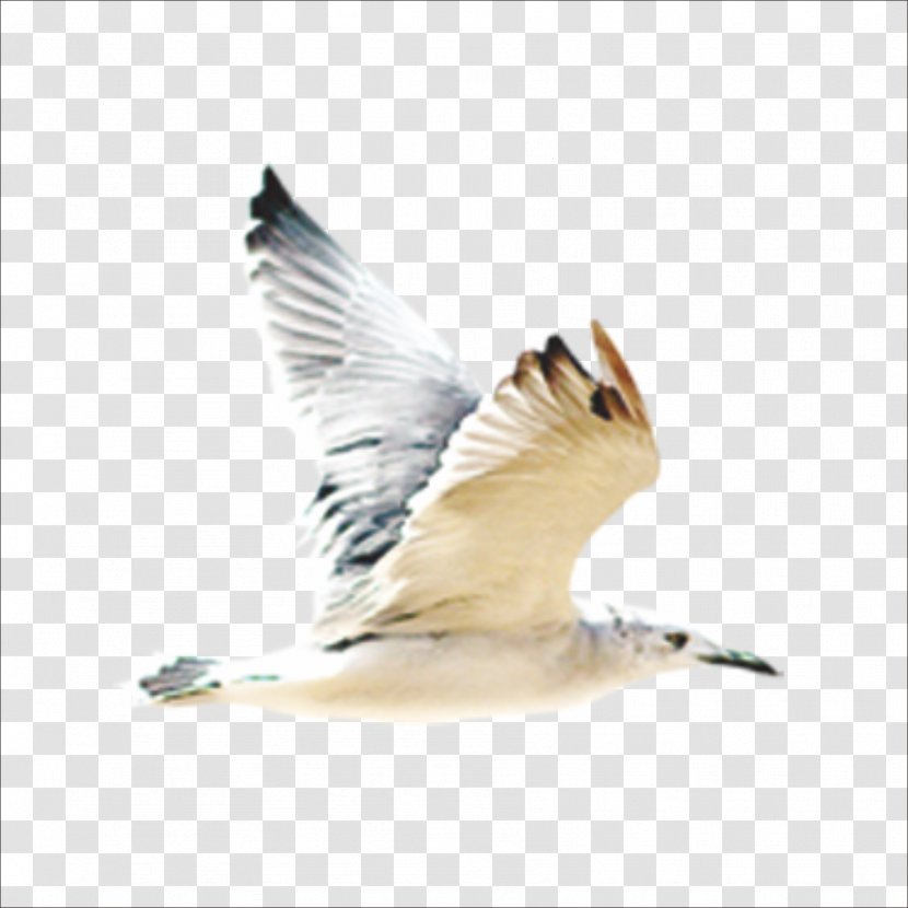 Bird Gulls Flight Beak - Fauna Transparent PNG