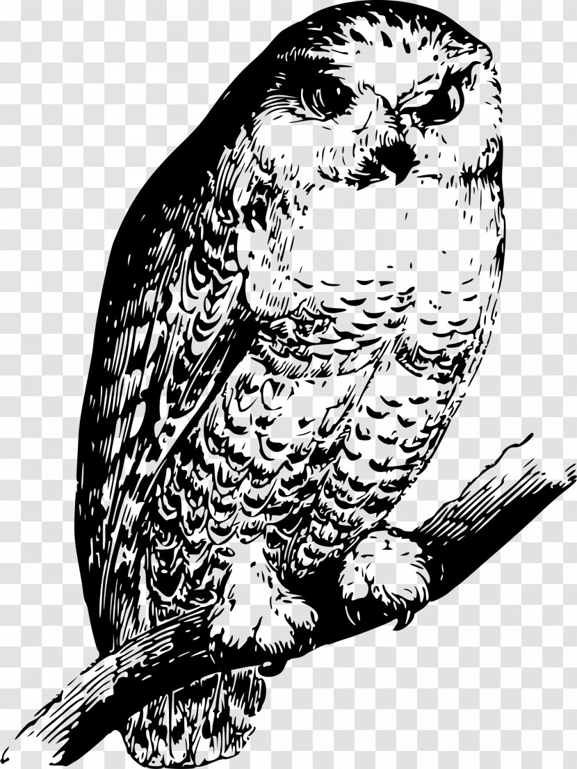 Owl Bird Beak Drawing Parrot - Monochrome - Size Transparent PNG