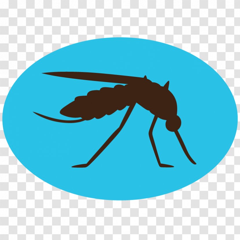 Mosquito Insect Transparent PNG