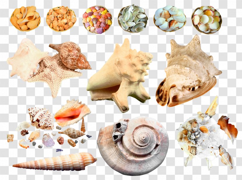 Seashell Sea Snail Clip Art - Depositfiles - Conch Creative Transparent PNG