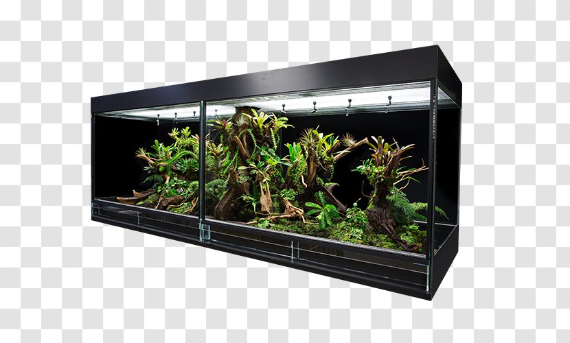 Strawberry Poison-dart Frog Dutch Rana Kwekerij & Terrariumbouw Aquarium - Terrarium Transparent PNG