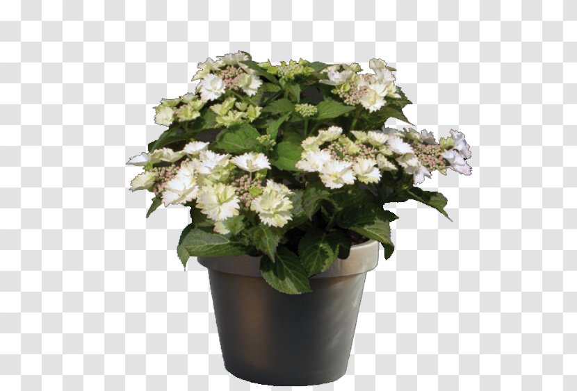 Cook's Garden Centre Flowerpot Hydrangea Plant - Cornales Transparent PNG