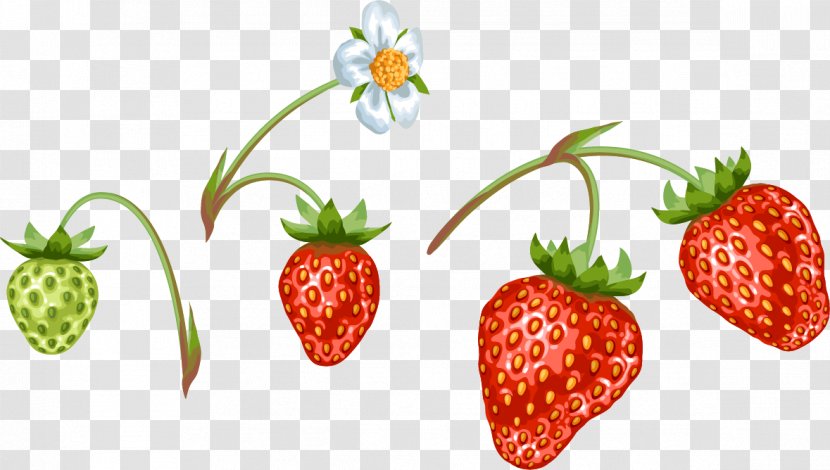 Strawberry Flower Aedmaasikas Food - Hand Painted Pattern Transparent PNG