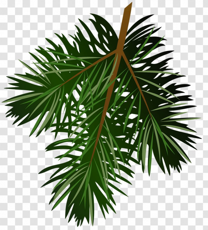 Pine Branch Clip Art - Borassus Flabellifer - Transparent Picture Transparent PNG