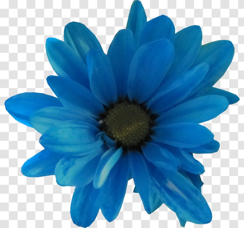 Cut Flowers Cobalt Blue Petal - Anemone - Flower Transparent PNG