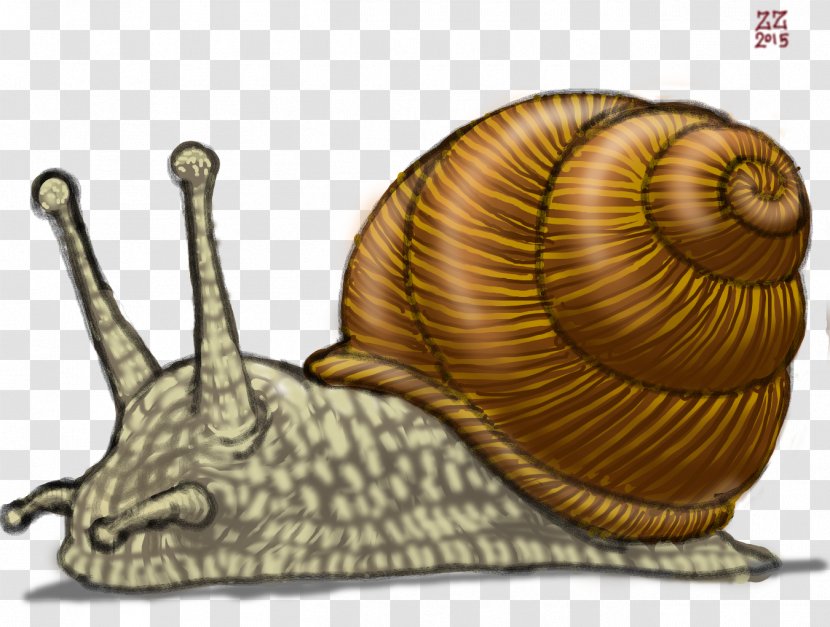 Gastropods Land Snail Drawing Slug - Terrestrial Animal - Snails Transparent PNG