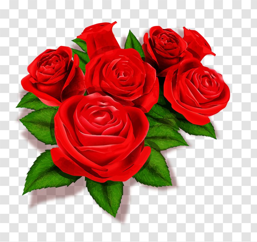 Xian Jiaotong University Galway Huzhou New Century Foreign Language School Communicatiemiddel - Cut Flowers - Red Rose Fragrance Transparent PNG