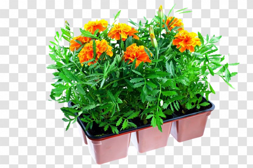 Mexican Marigold Plastic Flowerpot Stock Photography - Chrysanthemum Potted Plants Transparent PNG