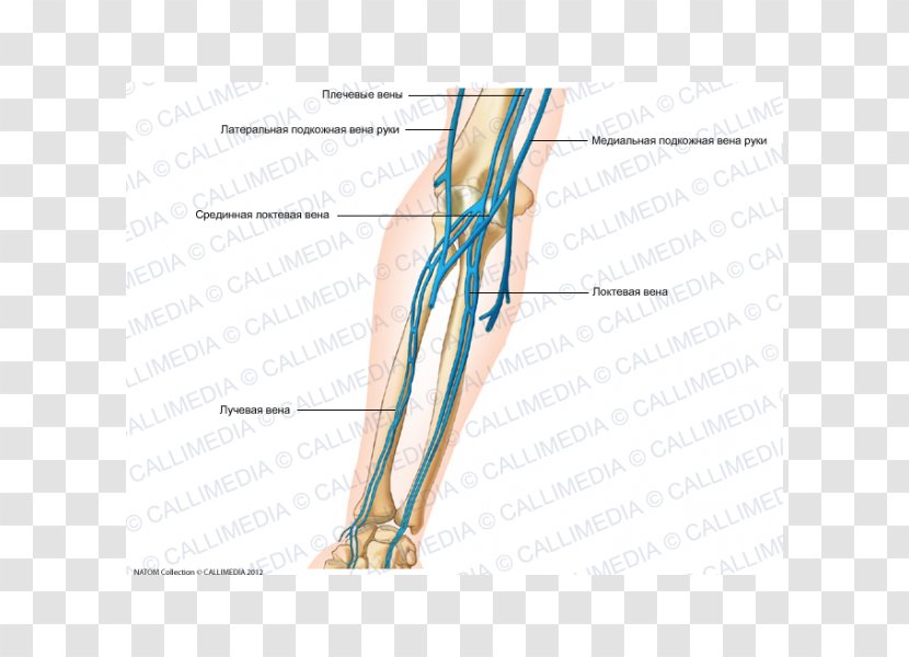 Thumb Elbow Forearm Vein Artery - Frame - Hand Transparent PNG