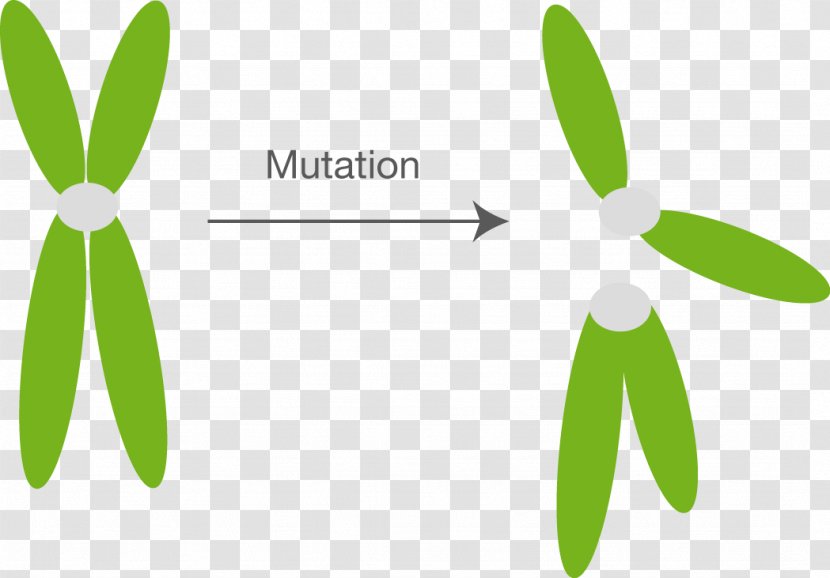 Mutation Chromosome Abnormality Fission Cell Division - Mitosis Transparent PNG