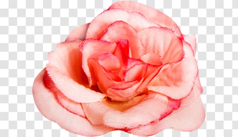 Garden Roses Flower - Pink Transparent PNG