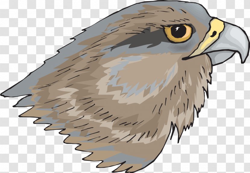 Bird Brown Hawk-owl Clip Art - Feather - Birds Transparent PNG