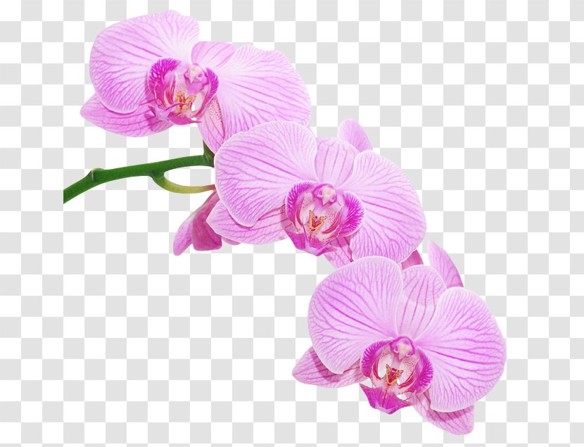 Moth Orchids Encourage Yourself - Petal - Cut Flowers Transparent PNG