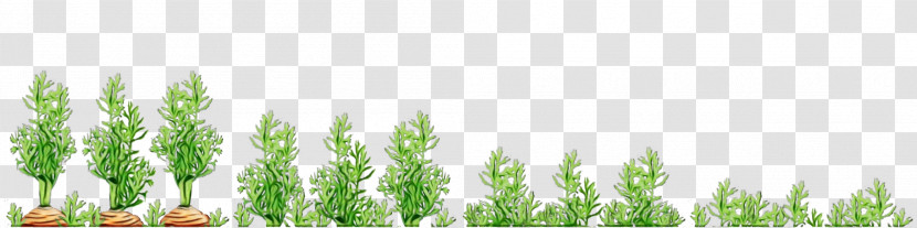 Plant Stem Wheatgrass Green Commodity Tree Transparent PNG