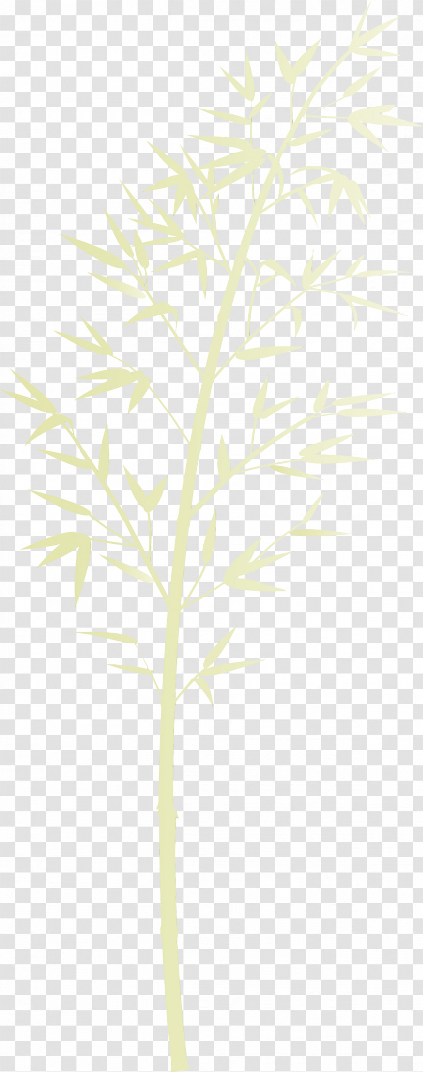 Leaf Plant Tree Plant Stem Twig Transparent PNG