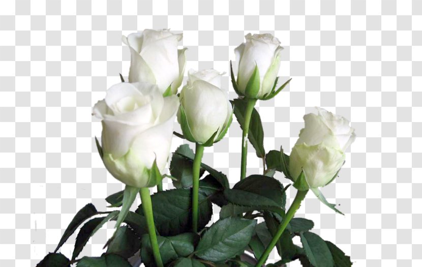 Garden Roses Birthday Valentine's Day White Rose Of York Cabbage - Branch Transparent PNG