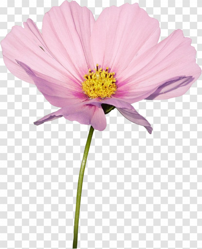 Cosmos Flower Plant Daisy Family - Herbaceous - Frangipani Transparent PNG