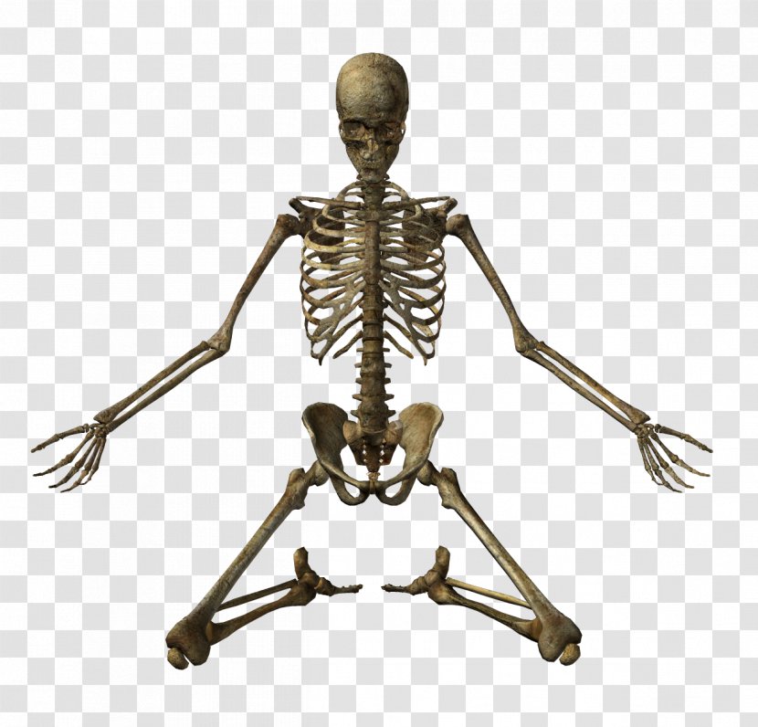 Human Skeleton Bone Skull Transparent PNG