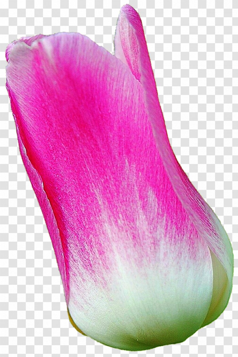 Flower Petal Tulip Plant Magenta - Pink Transparent PNG