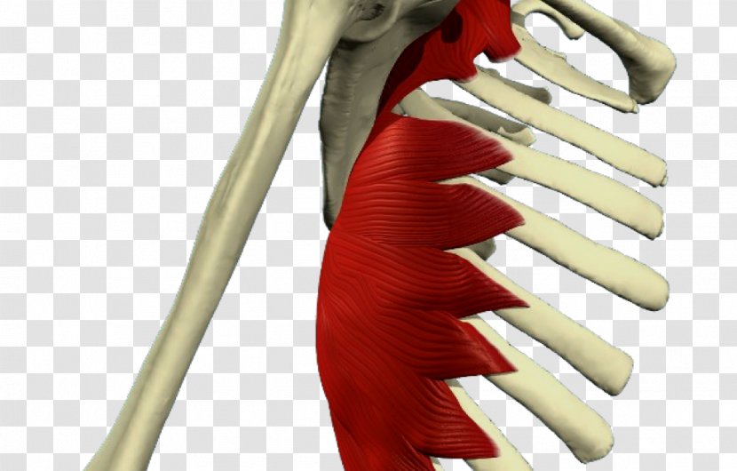 Serratus Anterior Muscle Posterior Inferior Muscular System Superior - Shoulder - Los Huesos Del Cuerpo Humano Transparent PNG