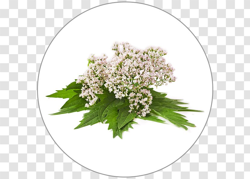 Dietary Supplement Valerian Cow Parsley Plant Herb - Herbaceous Transparent PNG